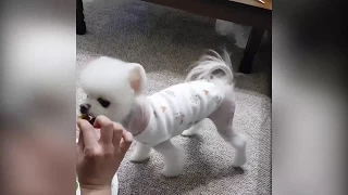 WHITE POMERANIAN - FUNNY ANIMALS VIDEO