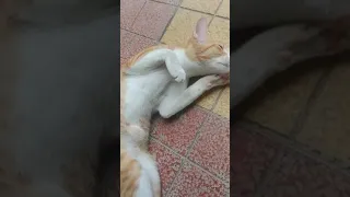 Kitten hungry