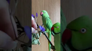 Смешные попугаи хотят кушать 🦜 Ожереловый попугай самка и самец. Пара ожереловых попугаев #shorts