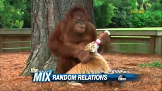 Orangutan Adopts Tiger Cubs