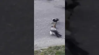 Ворона напала на крысу / crow attacks a rat