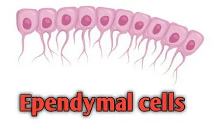 Ependymal Cells|structure|Functions