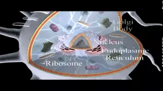 Cell Structure Overview | Cell Biology