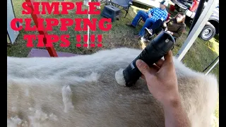 Simple Show Cattle Clipping Tips !!!