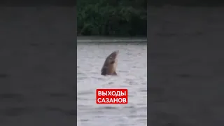 Сазаны выпрыгивают из воды #карпфишинг