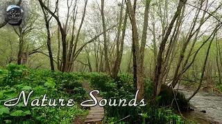 Звуки утреннего леса / Расслабляющие звуки природы