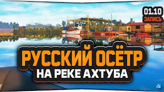 Осётр русский на реке Ахтуба — Русская Рыбалка 4