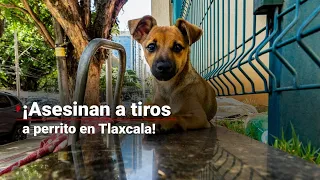 ¿Habrá consecuencias para los responsables? ¡Asesinan a tiros a un perrito en Tlaxcala!