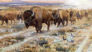 The History of Bison