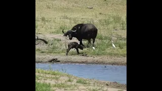 terrible start of life for a buffalo calf ||#shorts #youtubeshorts#trending#viral#wildlifeWorld