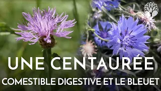 La centaurée et le bleuet