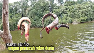 REKOR DUNIA! pesta strike ikan toman raksasa