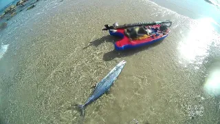 spearfishing mackerel