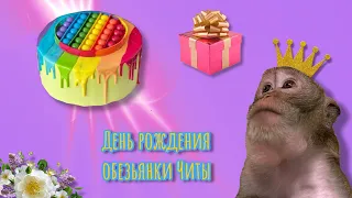 Обезьянка Чита празднует День рождения🎁