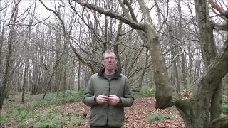 Bushcraft uses for hornbeam