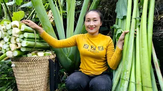 Harvest giant taro tree goes to the market sell - Make pig food | Ly Thi Tam