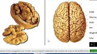 SoubhanAllah : ces aliments qui ressemblent aux organes qu’ils guérissent !