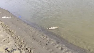 ловля сазана с реки арзгир, удачная рыбылка
