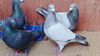 Top 5 Rare Pigeon Genes