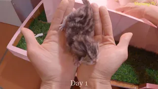 Kittens grow from day 1 to day 30 on my hand.