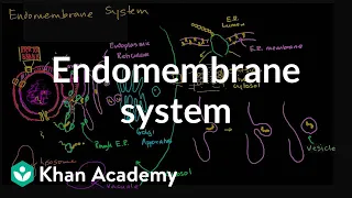 Endomembrane system | Structure of a cell | Biology | Khan Academy