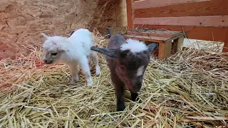 Baby goats. That is all.
