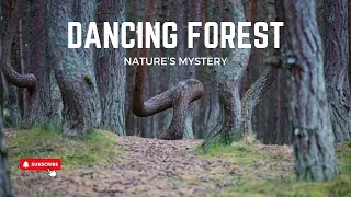 The Dancing Forest: Nature's Own Mystery