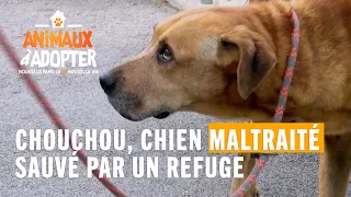 Un vieux chien maltraité par son maître sauvé par un refuge - Animaux à Adopter