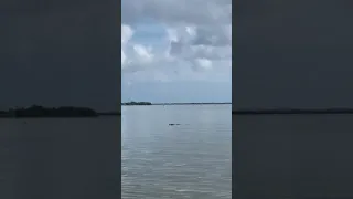 Huge alligator on Indian river