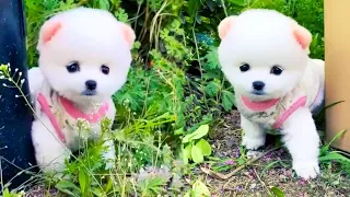 Funny and Cute Dog Pomeranian 😍🐶| Funny Puppy Videos #141