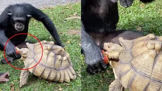 Interesting and Crazy Animal Moments Caught On Camera 😯