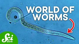 The Most Important Animal You've Never Seen | Meet the Nematode