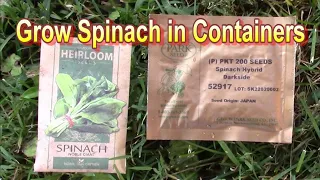 Grow Spinach from Seeds in Containers this Fall. Beginner Veggie Container Gardener.