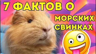 7 ФАКТОВ о Морских Свинках | SvinkiShow