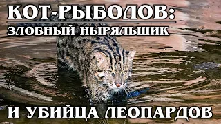 ВИВЕРРОВЫЙ КОТ (КОТ-РЫБОЛОВ): Хищный ныряльщик и настоящий рыболов | Интересные факты про кошек