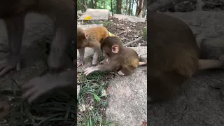 Когда две обезьянки давно не виделись