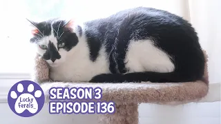 Cat Vomit On The Curtains, Hydrox’s Missing Fur, Don’t Run Over Dead Animals - S3 E136