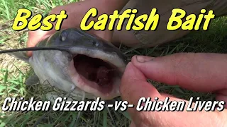 Catfishing | Best Bait | Chicken Livers vs Chicken Gizzards