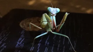 New Female Hierodula Majuscula Giant Rain Forest Mantis Feeding