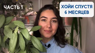 Мои ХОЙИ | обзор КОЛЛЕКЦИИ | часть 1