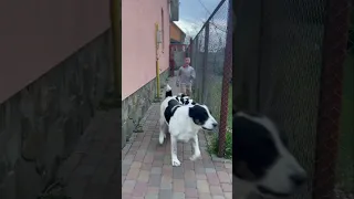 Погоня за чоботом 😂Тимофій і алабайчики Фая і Фіона Gayar Gayas #alabaipuppies #puppy #cute