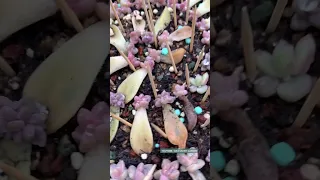 Protect baby succulents | 多肉植物 | 다육이들 | Suculentas