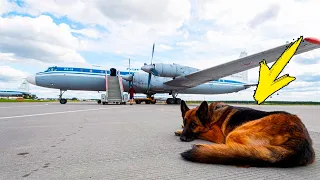 The dog was abandoned at the airport. What she did will make you cry!