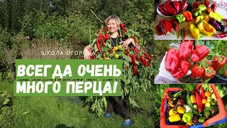 Перца будет много всегда, если соблюдать эти правила! Выращивание перца от и до