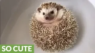 Floating hedgehog really enjoys bath time