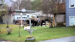 Alaska Bull Moose Street Fighting