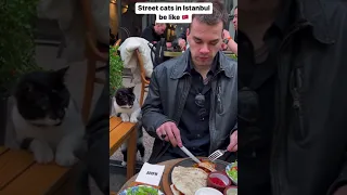Smart street cats in Istanbul turkey