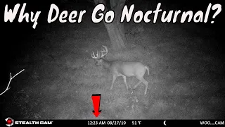 #1 Reason Why Whitetail Deer Go Nocturnal - STORY TELLING!
