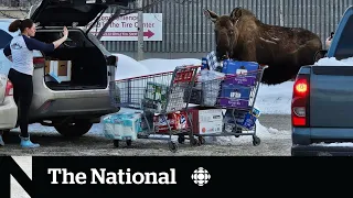 #TheMoment a mom bartered with a moose to save her groceries