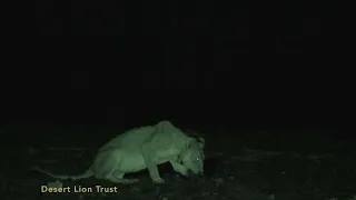 Adult lioness Xpl-108 foraging along the beach south of Torra Bay